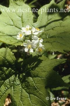 Diphylleia cymosa (Umbrella-leaf) | North Carolina Extension Gardener Plant Toolbox