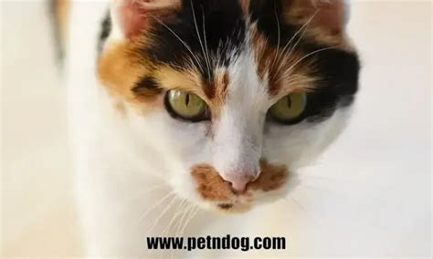 Female Calico Cat Lifespan: How Long Do They Live?