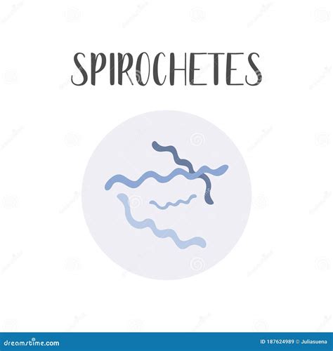 Spirochetes. Bacteria Classification. Spiral Shapes of Bacteria. Morphology. Microbiology. Stock ...