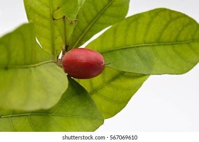 Synsepalum Dulcificum Miracle Fruit Miracle Berry Stock Photo 567069631 ...