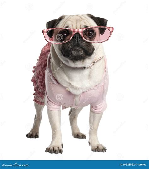 Portrait of Dressed Up Pug Wearing Glasses, 4 Years Old Stock Photo - Image of clothes, glasses ...