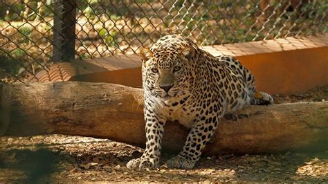 Mysuru Zoo prepares for cautious re-opening - Star of Mysore