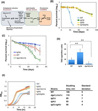 An Energy-Independent Pro-longevity Function of Triacylglycerol in Yeast