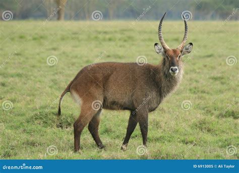 Kenyan wildlife stock image. Image of deer, nature, animals - 6913005