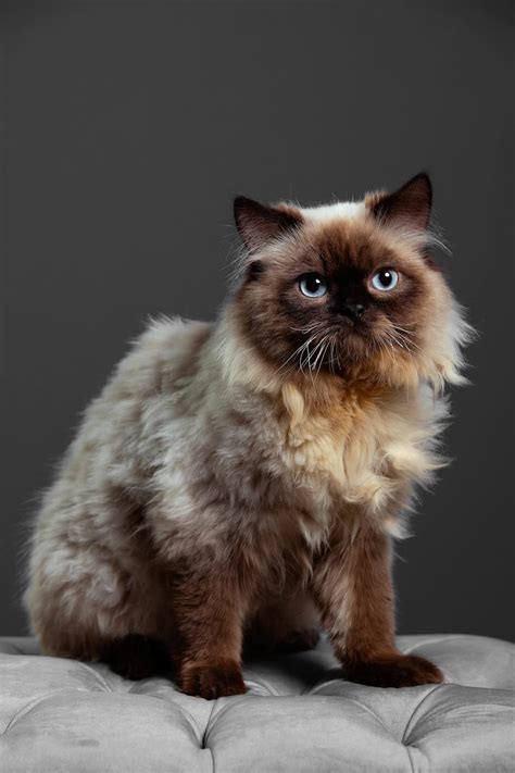 Himalayan Cat Colors - Top 10 Colors from Common to Rare