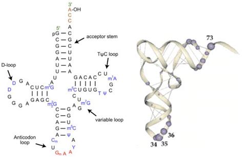 Trna Structure Diagram