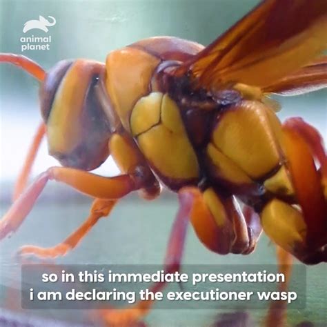 Coyote Peterson | Executioner Wasp | OUCH! The sting from an executioner wasp slowly breaks down ...