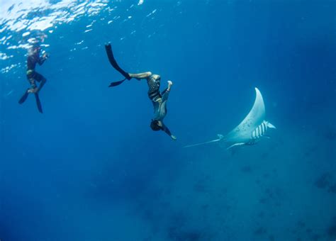 Freediving Fiji | Learn to Freedive in Fiji at Mantaray Island Resort