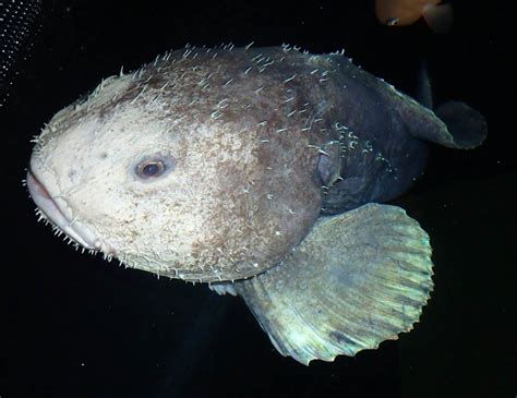 Is this the world’s ugliest creature? Meet Bob the blobfish who is charming fans at a Japanese ...