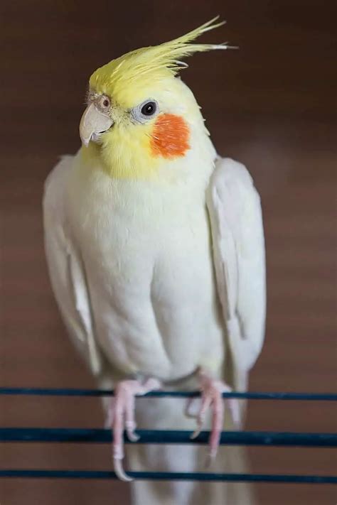 Do Cockatiels Make Good Pets? (Pros & Cons of Cockatiels)