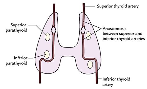 Easy Notes On 【Parathyroid Glands】Learn in Just 6 Minutes!