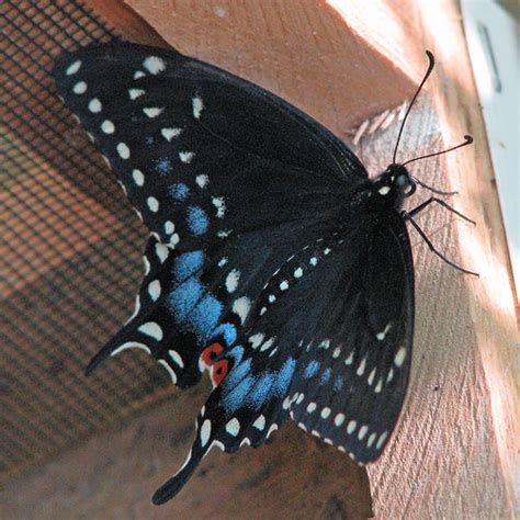 3 swallowtail species yesterday | The big excitement in the … | Flickr