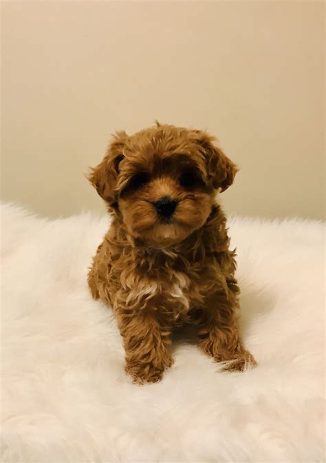 Maltipoo | Dog adoption, Cute dogs, Maltipoo