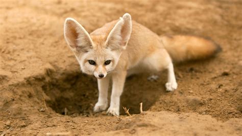 Fennec Fox Habitat Map