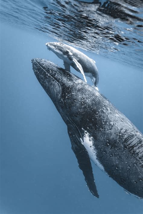 Heartmelting moment between a mother whale and calf hugging has been ...