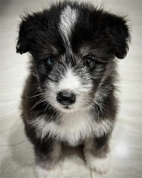 Husky Poodle Mix (HuskyDoodle): Owner's Guide