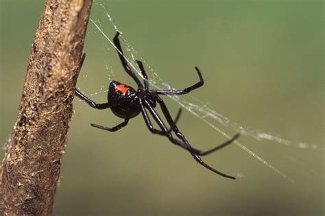 How to Recognize and Treat Spider Bites | U.S. News