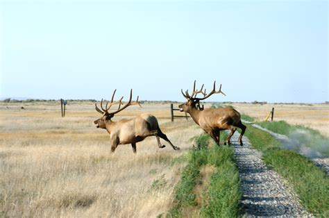 On the Camas National Wildlife Refuge near Hamer, Idaho | Elk pictures, Idaho adventure ...