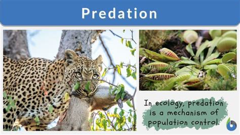 Predation Definition and Examples - Biology Online Dictionary