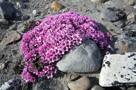 Saxifraga púrpura - flores de tundra — Fotos de Stock © erectus #13824556