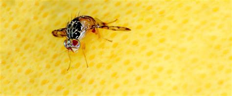 Mediterranean fruit fly - BioBee South Africa