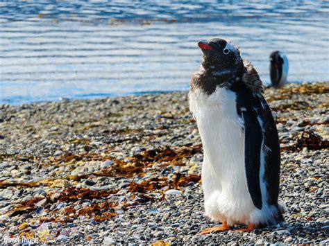 Patagonia Animals: A Wildlife Guide to Southern Chile & Argentina ...