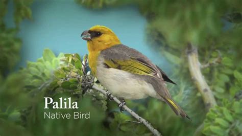 5 Facts about the Mysterious Palila Bird - NYK Daily