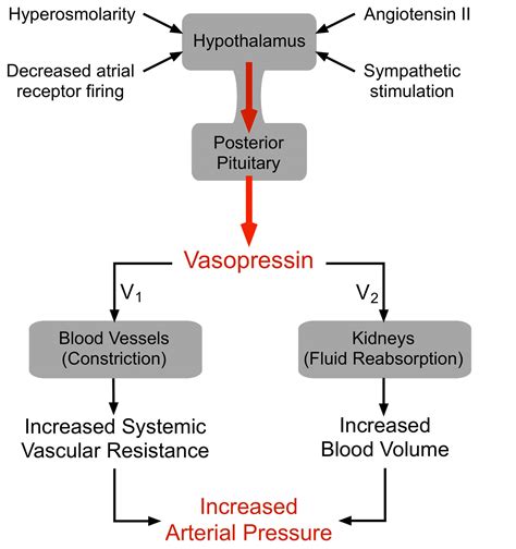 Vasopressin hormone function, vasopressin uses & vasopressin side effects