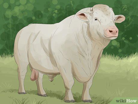 How to Identify Charolais Cattle: 9 Steps (with Pictures)