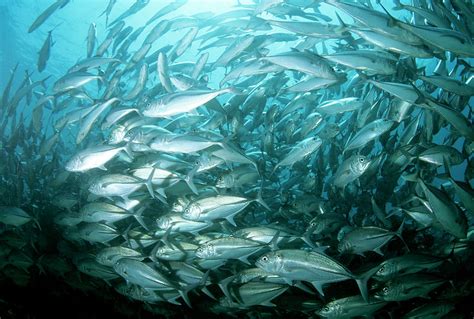 Bigeye Trevally Fish Photograph by Louise Murray/science Photo Library - Fine Art America