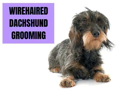 The Ultimate Guide to Wire-Haired Dachshund Grooming - dachshund-central