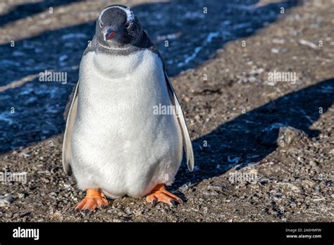 Fat penguin hi-res stock photography and images - Alamy