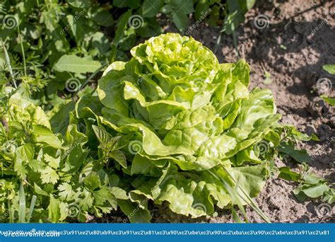 Growing Green Iceberg Lettuce. Stock Image - Image of growing, iceberg: 153278415