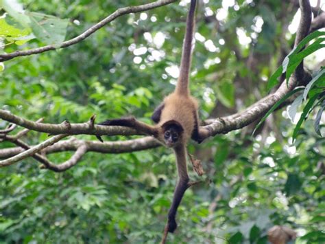 Cerro Tortuguero: Hiking an Inactive Volcano – Paradise Catchers