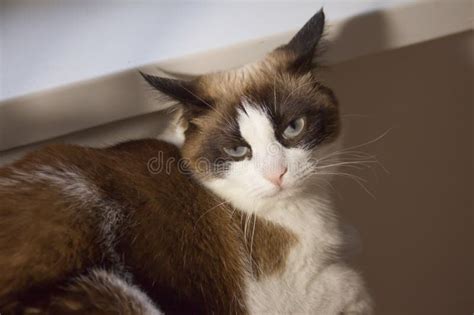 Cute Angry Siamese Cat Lying Near the Window. Close Up Portrait of ...