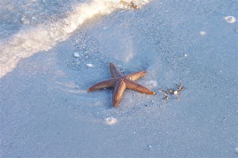 Florida Brown Starfish? | Is this a Florida Brown Starfish? … | Flickr