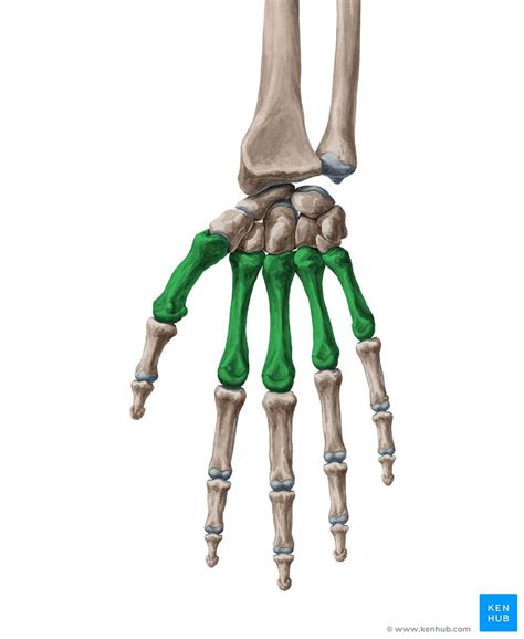 Metacarpal bones: Anatomy, muscle attachment, joints | Kenhub