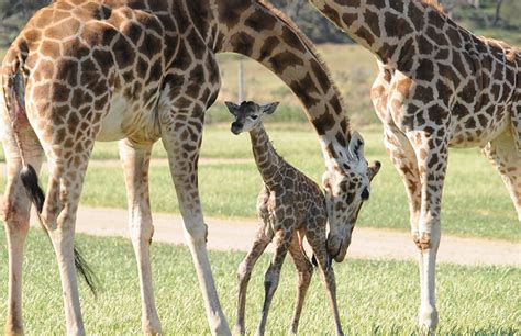 Monarto Zoo welcomes 47th giraffe calf to wild family - Monarto Safari Park