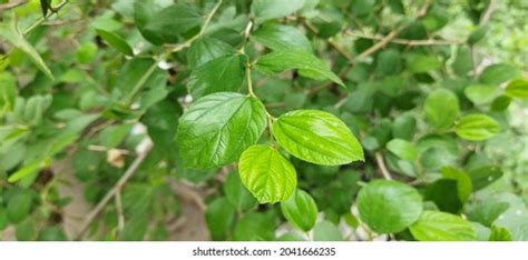 Indian Plum Ziziphus Mauritiana Leaves Stock Photo 2041666235 | Shutterstock