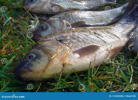 Fishing for Prussian carp stock photo. Image of active - 114263836