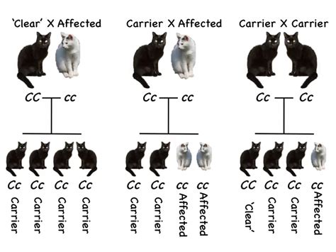 Cat Genetics 1.0: The Basics | Laboratoire de génétique vétérinaire