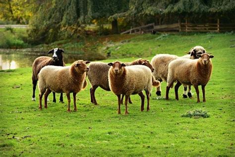 Indian Sheep Farming