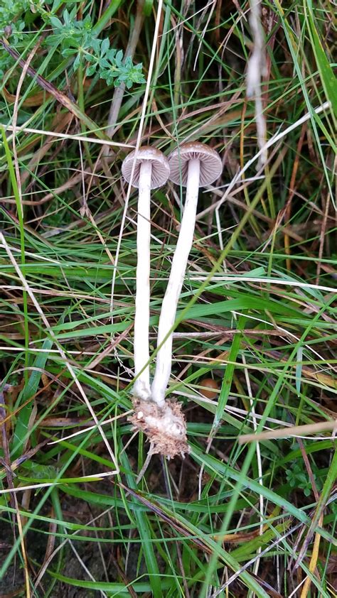 Psilocybe Fimetaria identification guide : r/fimetaria