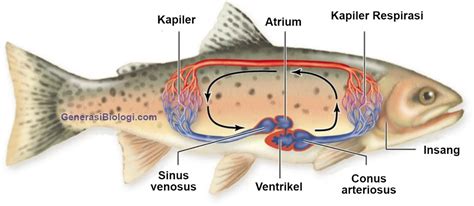 Sistem Peredaran Darah Hewan Lengkap Gambar Penjelasan