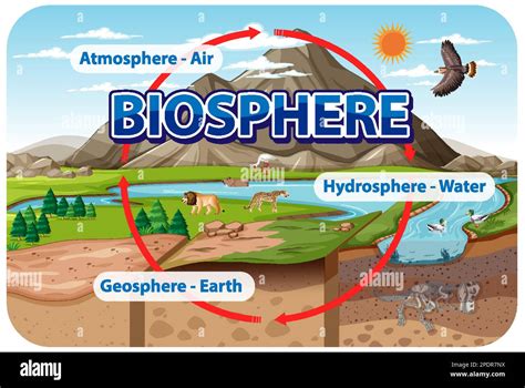 Biosphere Ecology Infographic for Learning illustration Stock Vector ...