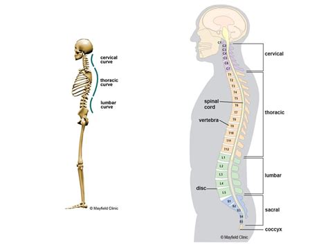 where is l1 and l2 located on the spine - Wiring Work