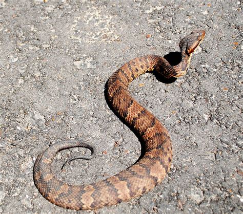 Juvenile Western Cottonmouth Water Moccasin (Agkistrodon piscivorus leucostoma), Jesse H. Jones ...