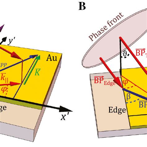 Schematic illustrations of the interfering signal pathways in K- and ...