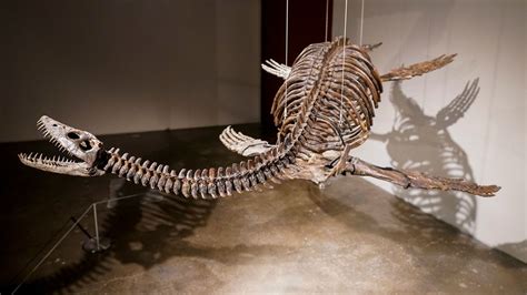 Skeletons of aerial and aquatic predators to be auctioned