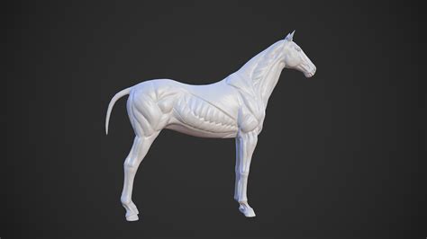 Animal horse anatomy skin model - TurboSquid 1582644